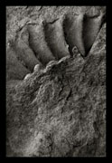 Ammonites, Oscar Molina