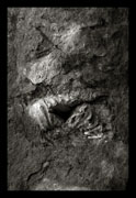 Ammonites, Oscar Molina