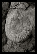 Ammonites, Oscar Molina