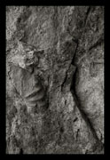 Ammonites, Oscar Molina