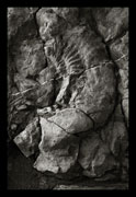 Ammonites, Oscar Molina