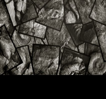 Ammonites, Oscar Molina