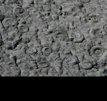 Dalle &agrave; Ammonites de Digne Les Bains, Oscar Molina
