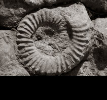 Dalle &agrave; Ammonites de Digne Les Bains, Oscar Molina