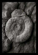 Ammonites, Oscar Molina