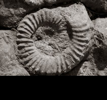 Dalle à Ammonites de Digne Les Bains, Oscar Molina